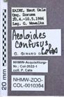 Etikette zu Aeoloides confusus (NHMW-ZOO-COL-0010394)